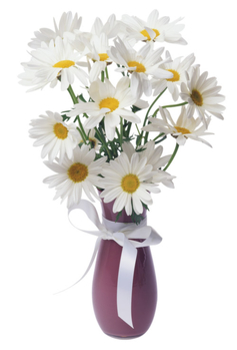 Bouquet of Daisies - PNG image with transparent background