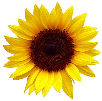 Sunflower - PNG image with transparent background