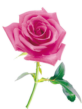 Pink Rose - PNG image with transparent background