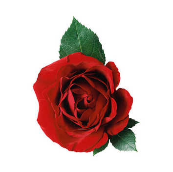 Red Rose - PNG image with transparent background