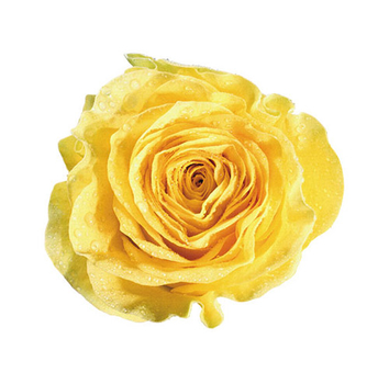 Yellow Rose - PNG image with transparent background