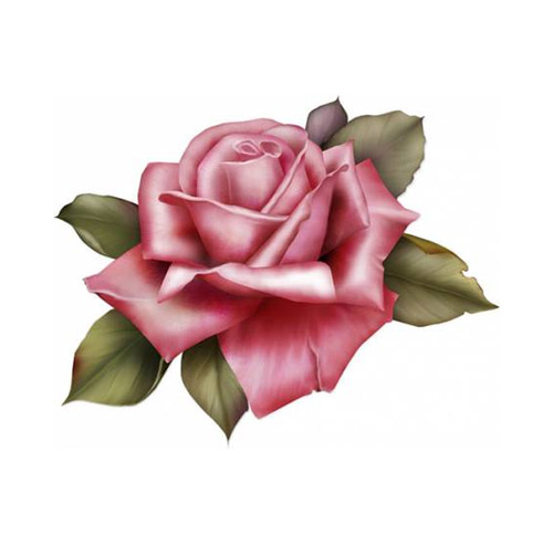 Rose - PNG image with transparent background