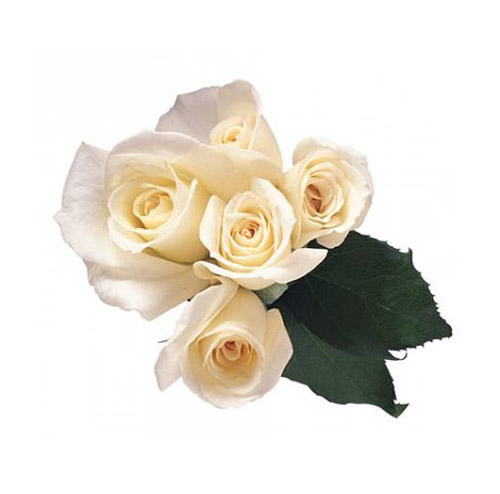 White Rose - PNG image with transparent background