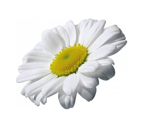 Chamomile - PNG image with transparent background