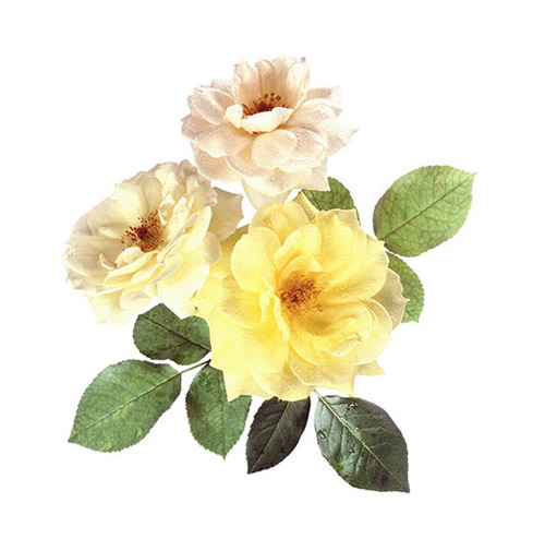 Roses - PNG image with transparent background