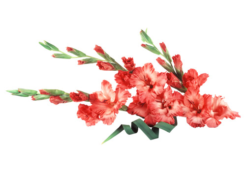 Gladioli - PNG image with transparent background