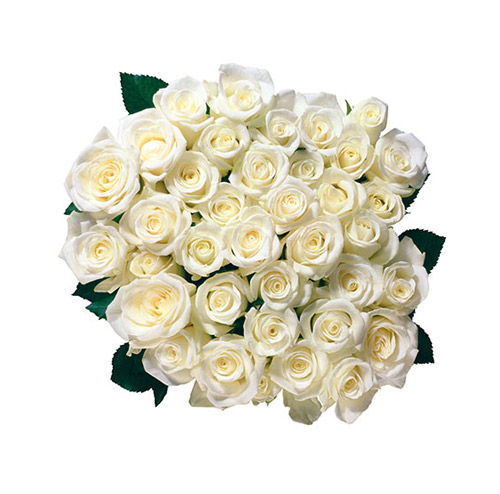 White Rose - PNG image with transparent background