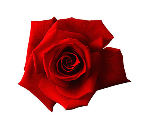 Red Rose - PNG image with transparent background