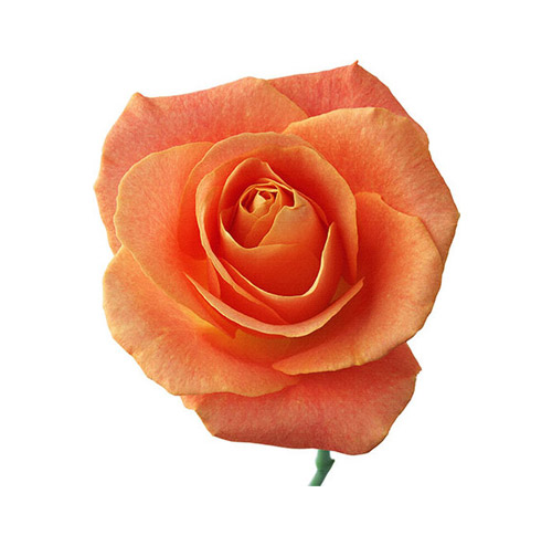Orange Rose - PNG image with transparent background