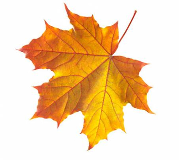 Autumn Maple Leaf - PNG image with transparent background