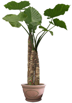 Flower in a Pot - PNG image with transparent background