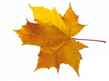 Autumn Maple Leaf - PNG image with transparent background
