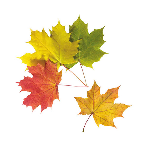 Autumn Maple Leaves - PNG image with transparent background