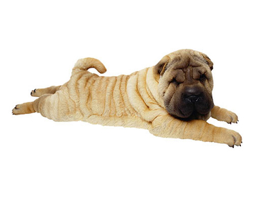 Shar Pei Puppy - PNG image with transparent background