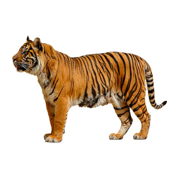 Tiger - PNG image with transparent background