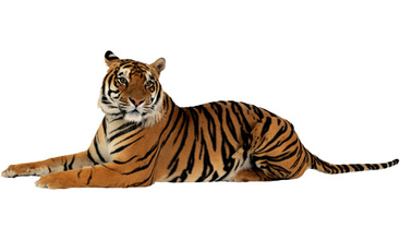 Tiger - PNG image with transparent background