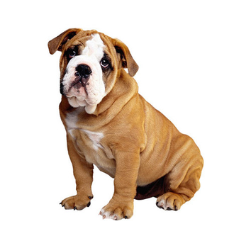 Bulldog Puppy - PNG image with transparent background