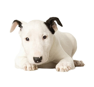 Bull Terrier Puppy - PNG image with transparent background