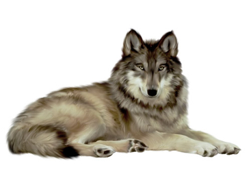 Wolf - PNG image with transparent background