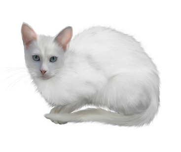 White Cat - PNG image with transparent background