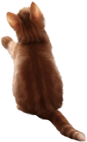 Kitty - PNG image with transparent background