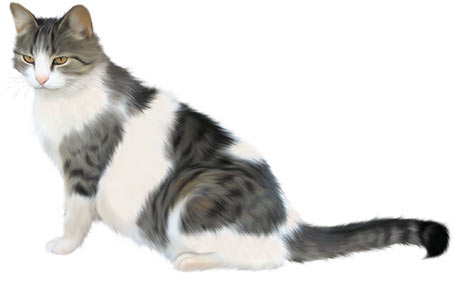 Cat - PNG image with transparent background