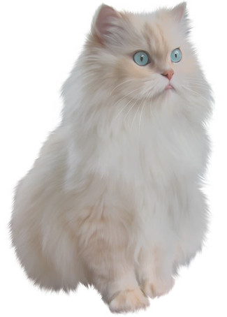 Fluffy Cat - PNG image with transparent background