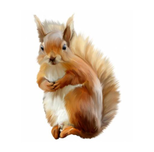 Squirrel - PNG image with transparent background