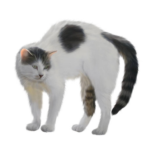 Cat - PNG image with transparent background