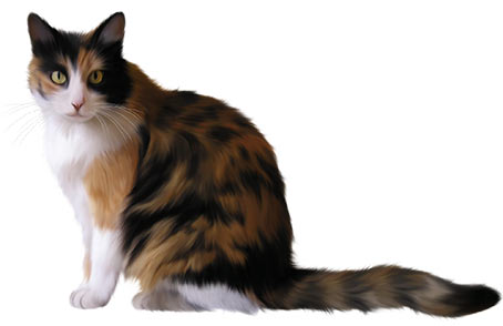 Tricolor Cat - PNG image with transparent background