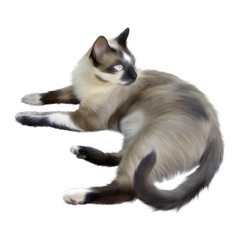 Cat - PNG image with transparent background