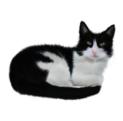 Black and White Cat - PNG image with transparent background
