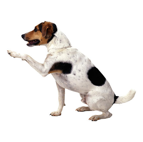 Dog - PNG image with transparent background