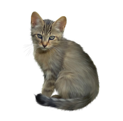 Kitty - PNG image with transparent background