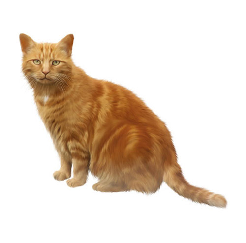 Red-headed Cat - PNG image with transparent background